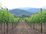 Vineyard in Napa Valley