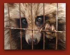 Caged Raccoon Dog