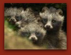 Raccoon Dogs